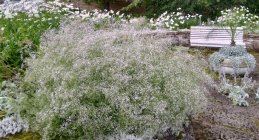 Gypsophila paniculata Качим метельчатый